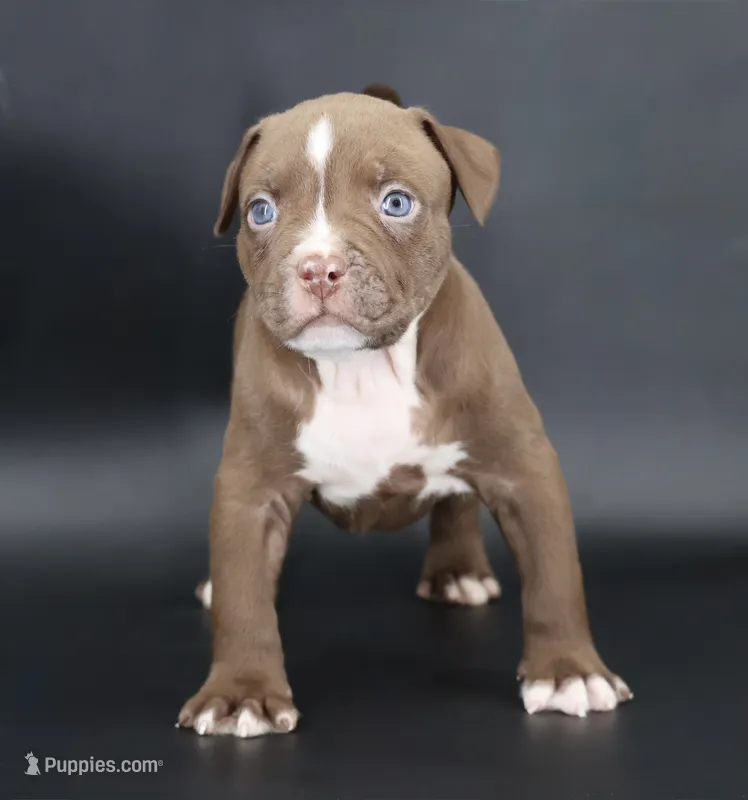 Set - XL - ABKC – American Bully puppy for sale in Champaign, IL