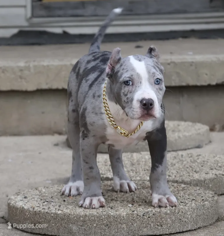 Empress - XL - ABKC – American Bully puppy for sale in Champaign, IL