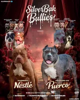 Velvet - XL - ABKC, a female American Bully for sale in Champaign, IL – Photo 2 of 3