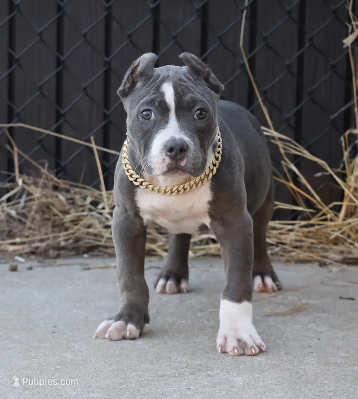 Velvet - XL - ABKC – American Bully puppy for sale in Champaign, IL