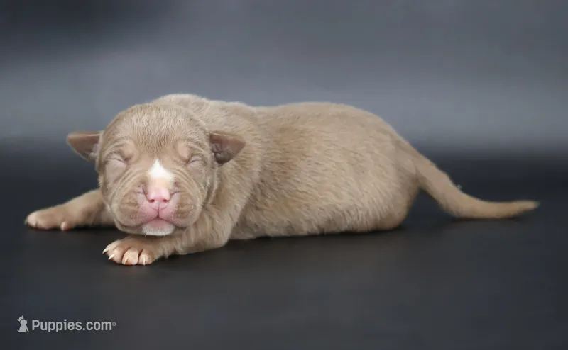 Horus - XL - ABKC – American Bully puppy for sale in Champaign, IL