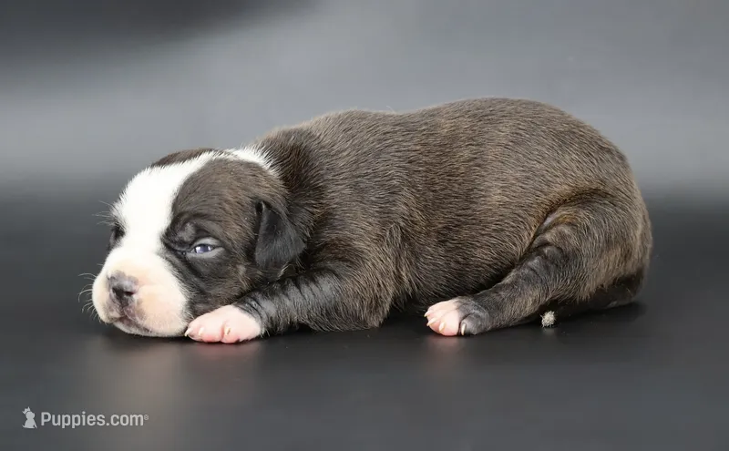 Nyla - XL - ABKC – American Bully puppy for sale in Champaign, IL