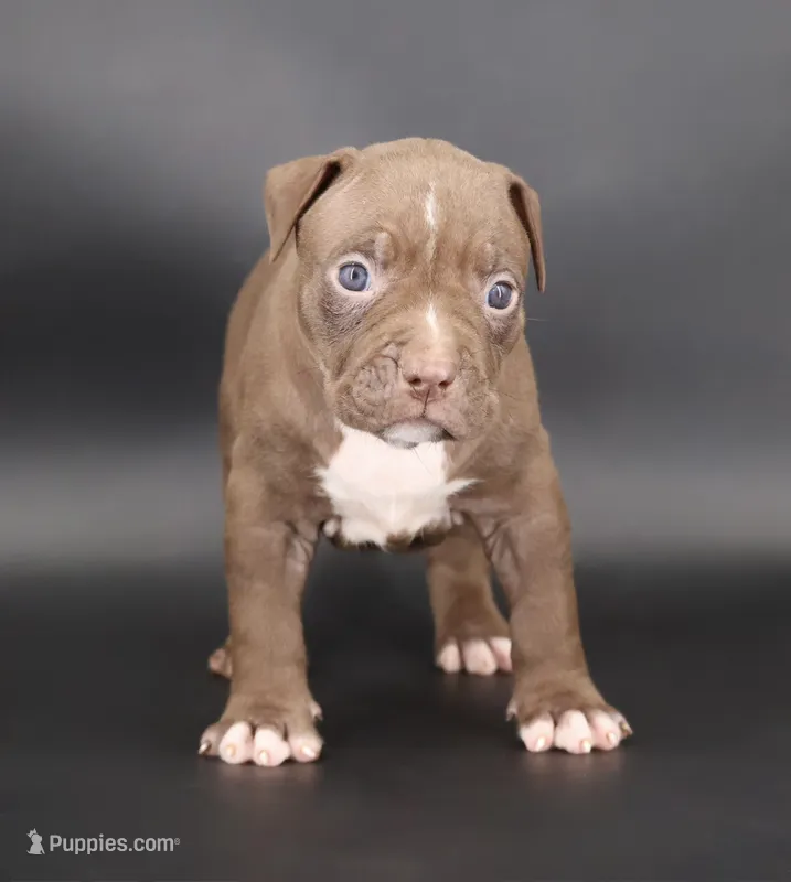 Zara - XL - ABKC – American Bully puppy for sale in Champaign, IL