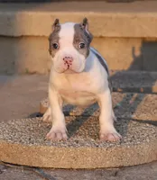 Hercules - XL - ABKC - Ears cropped, a male American Bully for sale in Champaign, IL – 3 of 4