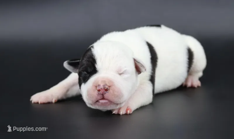 Orion - XL - ABKC – American Bully puppy for sale in Champaign, IL