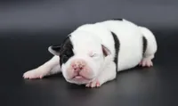 Orion - XL - ABKC, a male American Bully for sale in Champaign, IL – 1 of 2