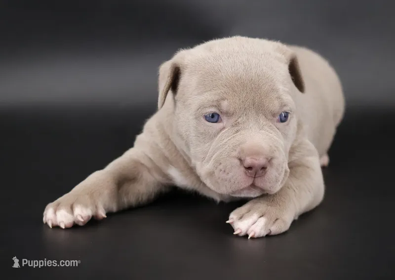 Mercy - XL - ABKC – American Bully puppy for sale in Champaign, IL