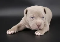 Mercy - XL - ABKC, a female American Bully for sale in Champaign, IL – 1 of 2