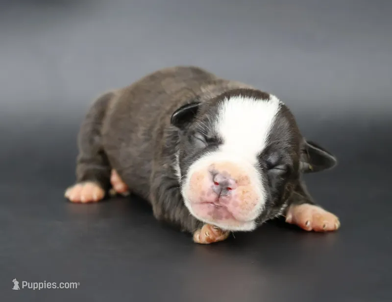 Nyla - XL - ABKC – American Bully puppy for sale in Champaign, IL