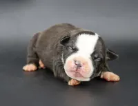 Nyla - XL - ABKC, a female American Bully for sale in Champaign, IL – 1 of 2
