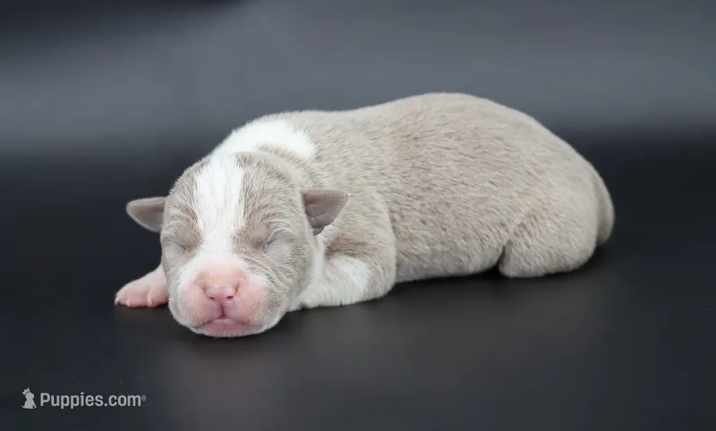 Atalanta - XL - ABKC – American Bully puppy for sale in Champaign, IL