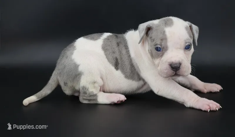 Azalea - XL - ABKC – American Bully puppy for sale in Champaign, IL