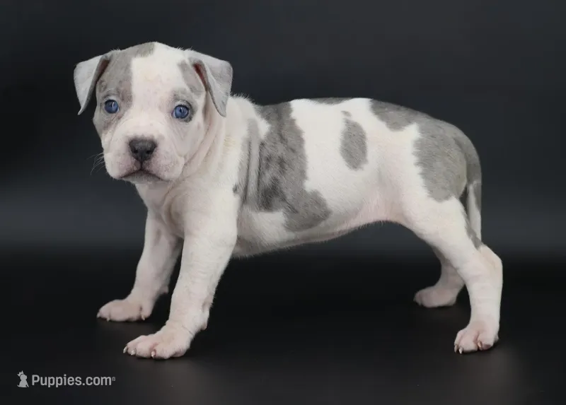 Azalea - XL - ABKC – American Bully puppy for sale in Champaign, IL