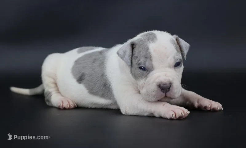 Azalea - XL - ABKC – American Bully puppy for sale in Champaign, IL