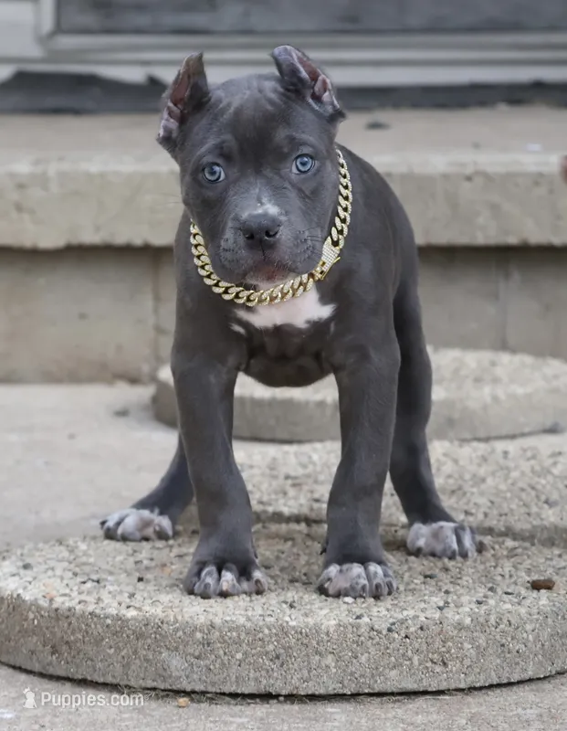 Duchess - XL - ABKC – American Bully puppy for sale in Champaign, IL