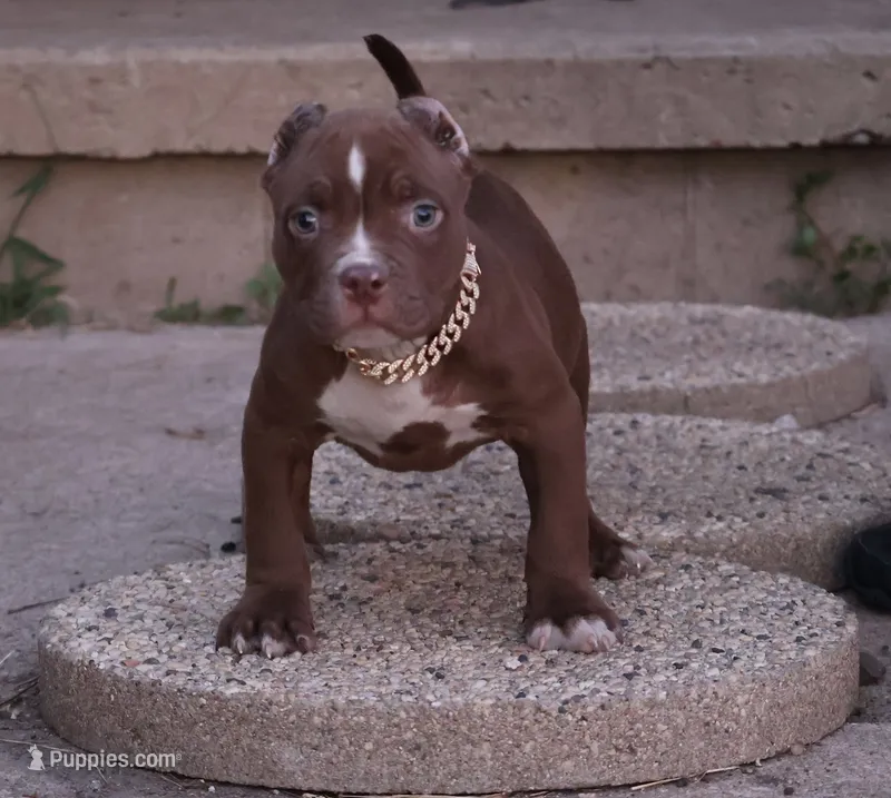 Set - XL - ABKC – American Bully puppy for sale in Champaign, IL