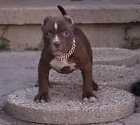 Set - XL - ABKC, a male American Bully for sale in Champaign, IL – 1 of 2