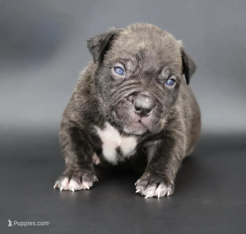 Blacksmith - XL - ABKC – American Bully puppy for sale in Champaign, IL