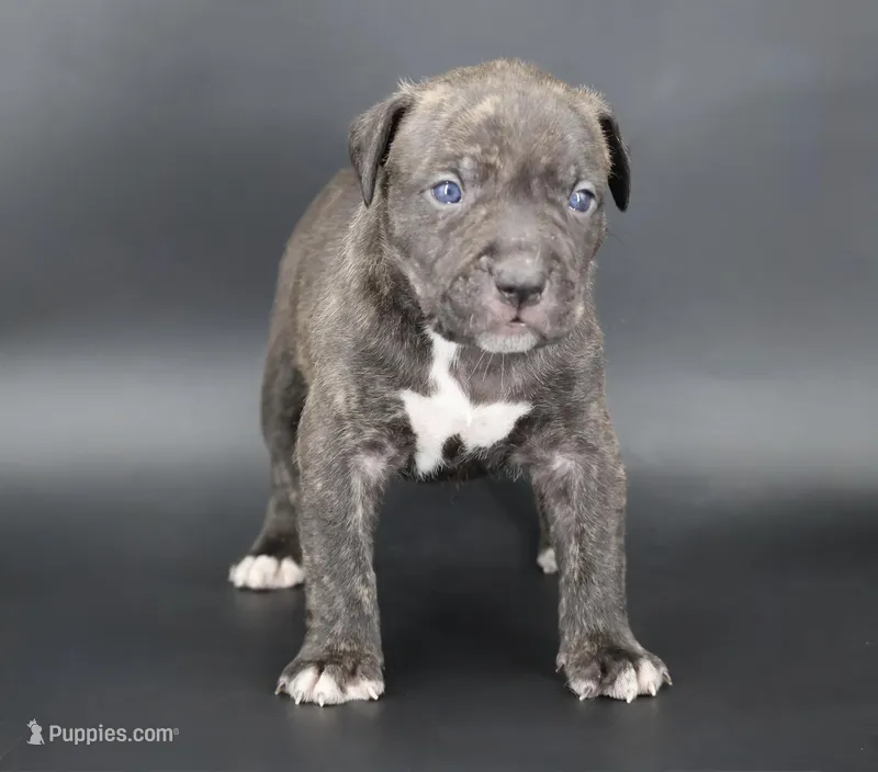 Blacksmith - XL - ABKC – American Bully puppy for sale in Champaign, IL