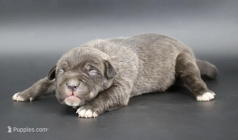 Blacksmith - XL - ABKC – American Bully puppy for sale in Champaign, IL