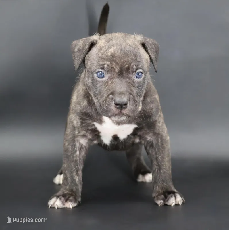 Blacksmith - XL - ABKC – American Bully puppy for sale in Champaign, IL
