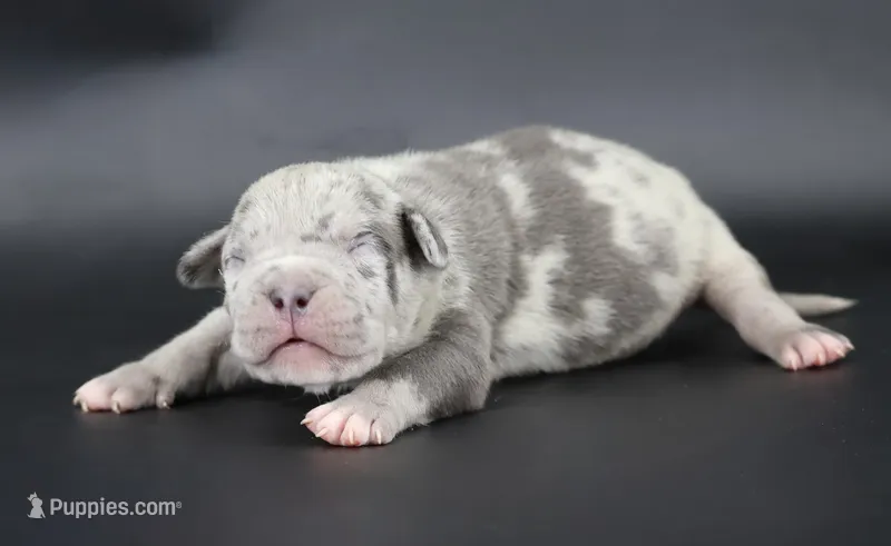 Sincere - XL - ABKC – American Bully puppy for sale in Champaign, IL