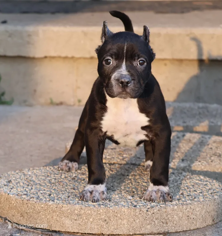 Harmonia - XL - ABKC - Ears cropped – American Bully puppy for sale in Champaign, IL