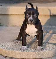Harmonia - XL - ABKC - Ears cropped, a male American Bully for sale in Champaign, IL – 1 of 2