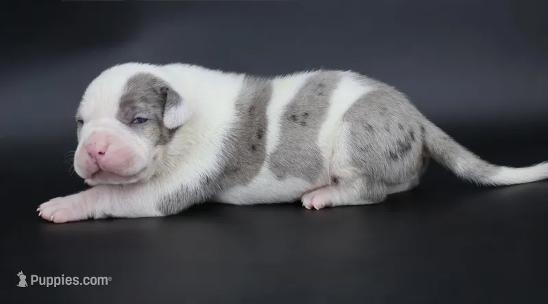 Hercules - XL - ABKC – American Bully puppy for sale in Champaign, IL