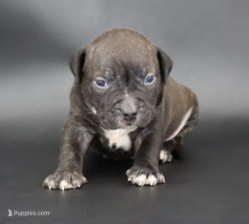 Osiris - XL - ABKC – American Bully puppy for sale in Champaign, IL
