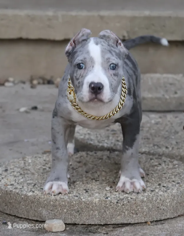 Empress - XL - ABKC – American Bully puppy for sale in Champaign, IL