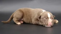Ra - XL - ABKC, a male American Bully for sale in Champaign, IL – 1 of 2