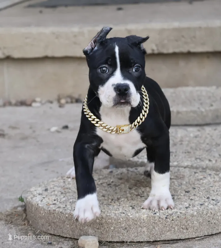 Gardenia - XL - ABKC – American Bully puppy for sale in Champaign, IL