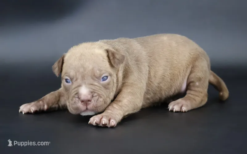 Ramses - XL - ABKC – American Bully puppy for sale in Champaign, IL