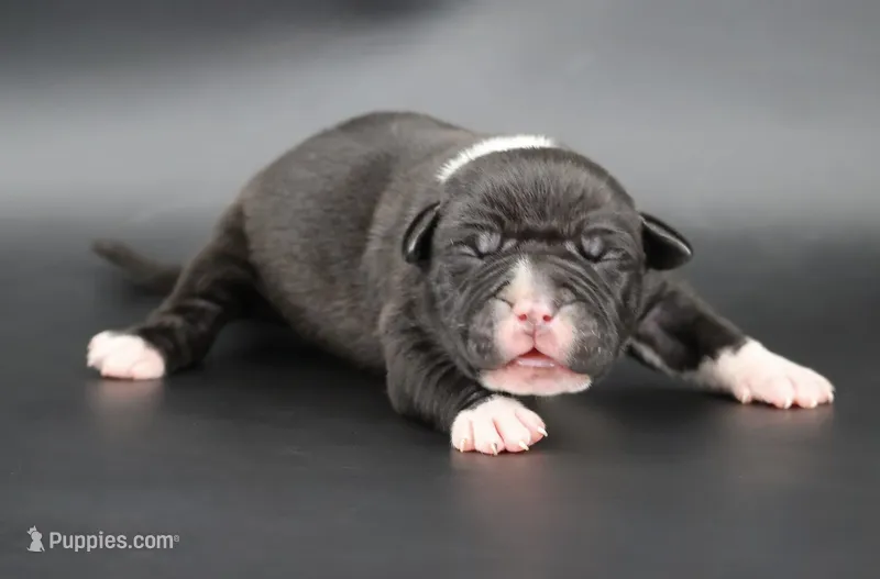 Perseus - XL - ABKC – American Bully puppy for sale in Champaign, IL