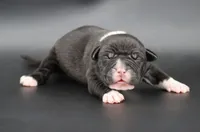 Perseus - XL - ABKC, a male American Bully for sale in Champaign, IL – 1 of 2