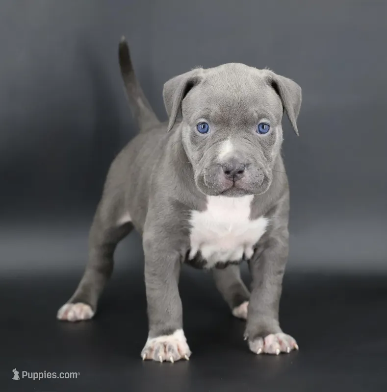 Rowena - XL - ABKC – American Bully puppy for sale in Champaign, IL