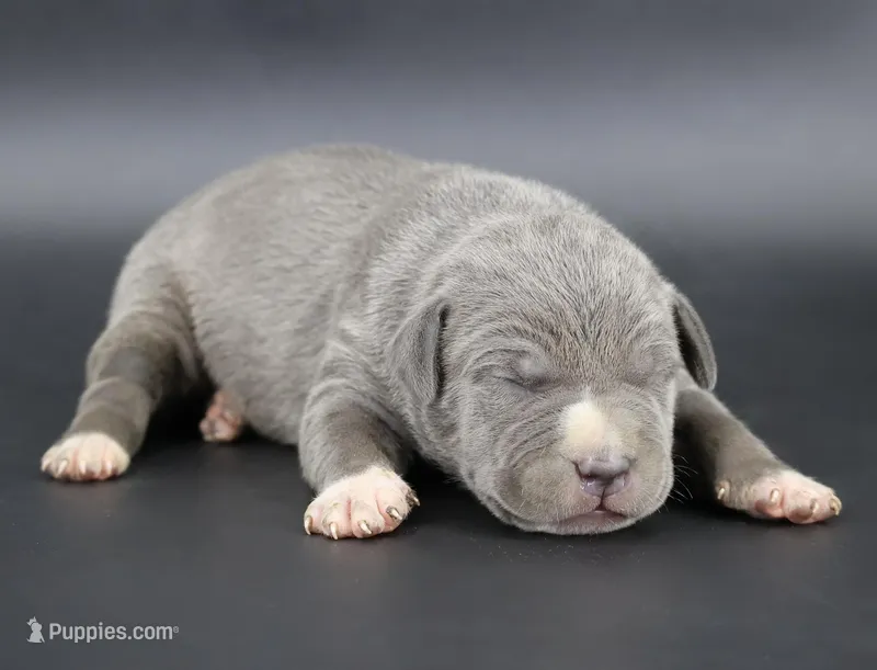 Rowena - XL - ABKC – American Bully puppy for sale in Champaign, IL