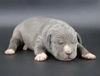 Rowena - XL - ABKC, a female American Bully for sale in Champaign, IL – Photo 1 of 2