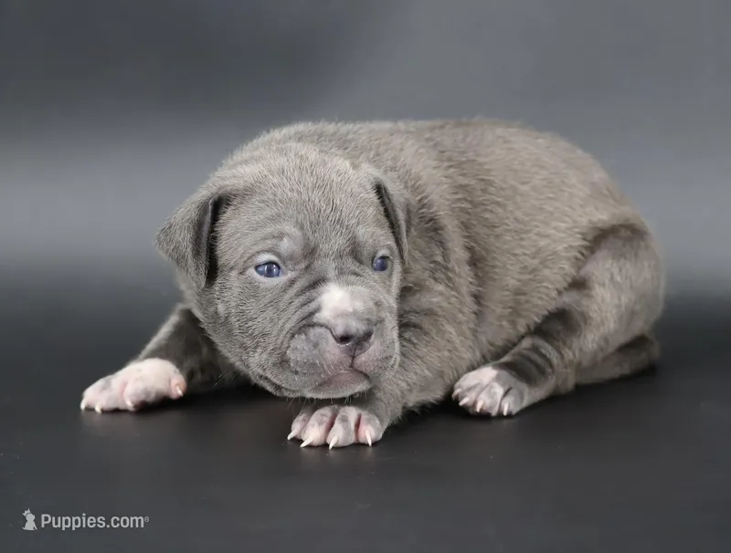 Rowena - XL - ABKC – American Bully puppy for sale in Champaign, IL