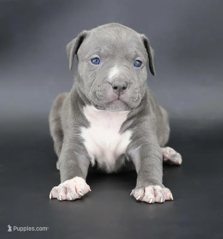 Rowena - XL - ABKC – American Bully puppy for sale in Champaign, IL