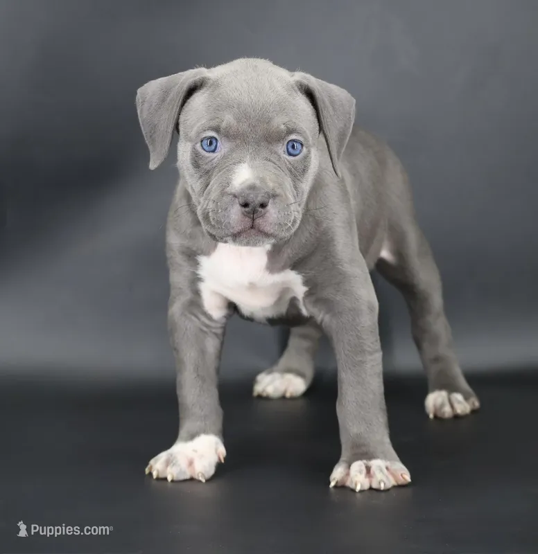 Rowena - XL - ABKC – American Bully puppy for sale in Champaign, IL