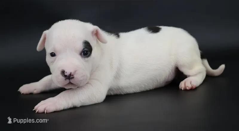 Helen - XL - ABKC – American Bully puppy for sale in Champaign, IL