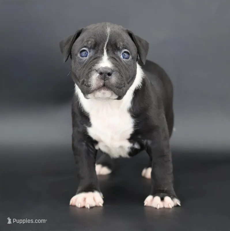 Camellia - XL - ABKC – American Bully puppy for sale in Champaign, IL