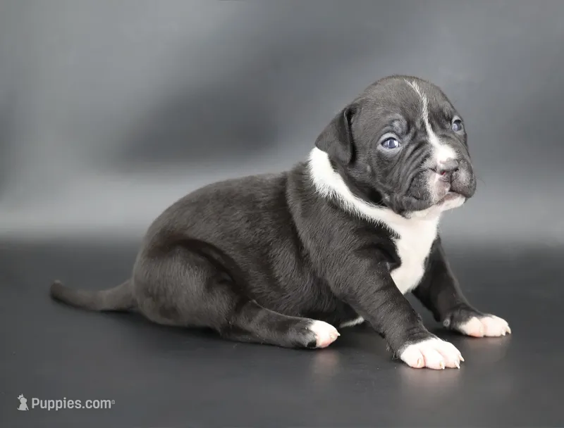 Camellia - XL - ABKC – American Bully puppy for sale in Champaign, IL