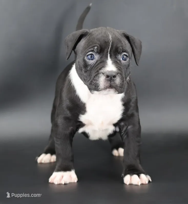 Camellia - XL - ABKC – American Bully puppy for sale in Champaign, IL