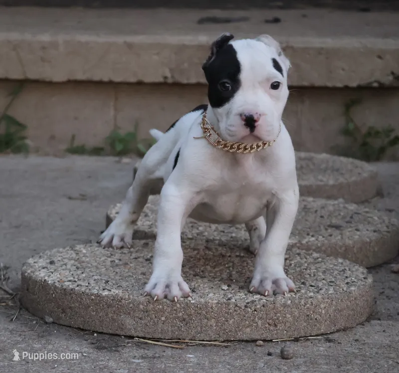 Achilles - XL - ABKC  – American Bully puppy for sale in Champaign, IL