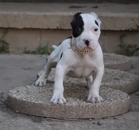 Achilles - XL - ABKC , a male American Bully for sale in Champaign, IL – 1 of 2