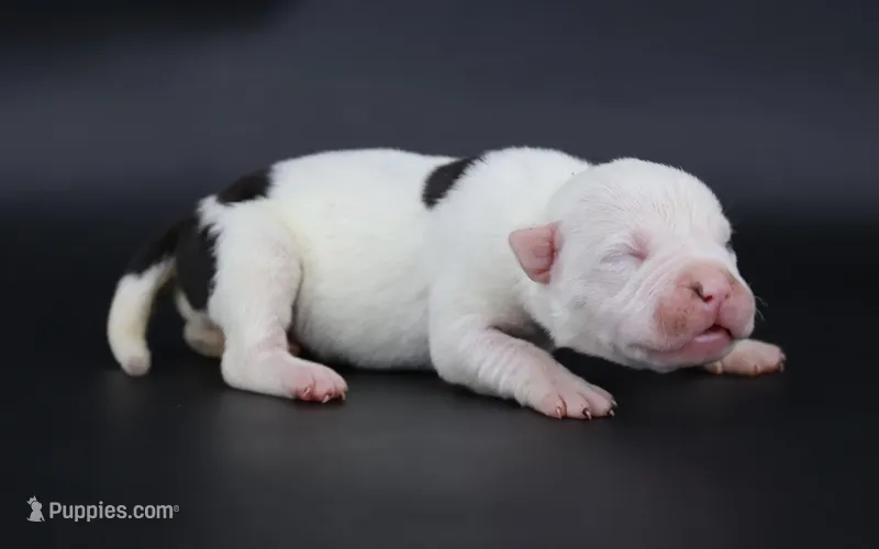Helen - XL - ABKC – American Bully puppy for sale in Champaign, IL
