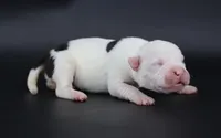 Helen - XL - ABKC, a male American Bully for sale in Champaign, IL – 1 of 2